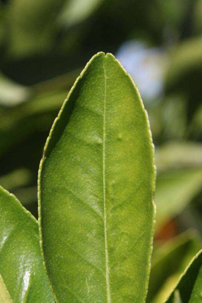              Margin (Riverside, CA)       